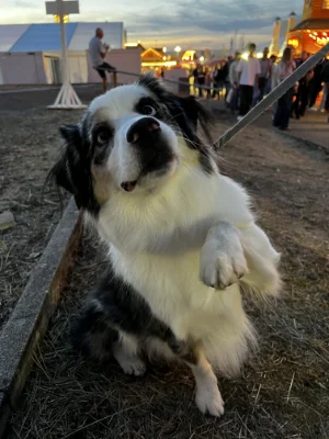 Un chien